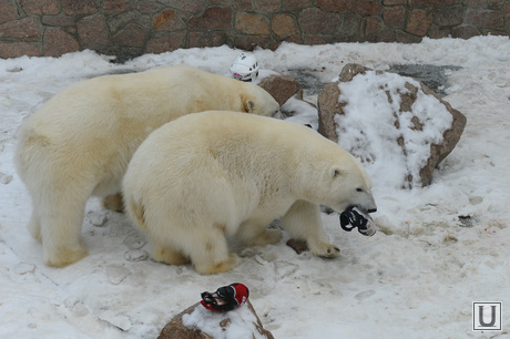 Хоккеист в зоопарке. Челябинск., зоопарк, белый медведь, айриша, алтын