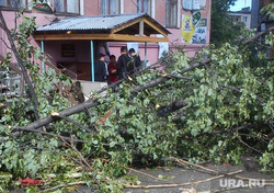 Последствия урагана в Асбесте, поваленное дерево
