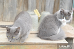 Клипарт. Челябинск, кошки, кот, домашние животные