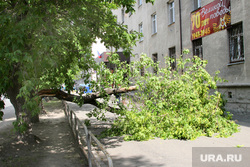 Упавшее дерево.
Курган, упавшее дерево
