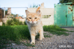 Поселок Октябрьский: разрушения. Донецк, кот, домашние животные