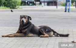 Клипарт. Челябинская область, дворняга, бездомная собака