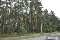 Деревня Лукино, лес, кетово