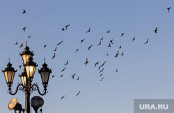 Клипарт. Москва, птицы, уличные фонари