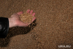 Алексей Кокорин в полях Курганская область, рука, пшеница, зерно