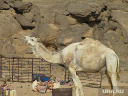 Египет, отдых туристов, верблюд, пустыня