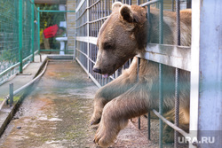 Медведь. Челябинск., зоопарк, грустный медведь