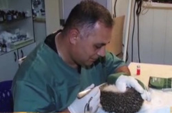 Уникальную операцию по удалению зубов у ежа провел челябинский ветеринар