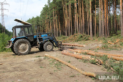 Вырубка леса КГСХА Курганская область, трактор, вырубка леса, укладка деревьев