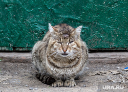 Клипарт. Челябинская область, кошка, бездомные животные