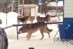 В городских сообществах публикуют фото стай бродячих собак 