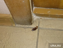 Клипарт. Челябинск., таракан, насекомые, антисанитария