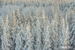 Горнолыжный комплекс «Хвойный Урман». Ханты-Мансийск, зима, зимний лес, снежные ели