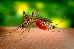 Комары из Крыма и Абхазии могут быть переносчиками вируса Зика