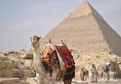 Клипарт, верблюд, пирамида, египет, Каир