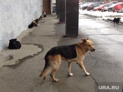 Руководителям Екатеринбурга предложили убирать экскременты за бродячими собаками. «Бюджет — 32 млн рублей»