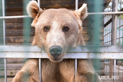 Медведь. Челябинск., зоопарк, медведь есть чо