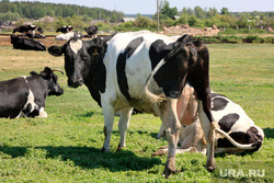 Коровы  Курганская область, коровы