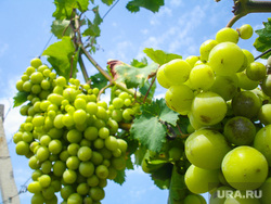 Крым., фрукты, виноград