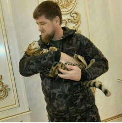 Кадыров потерял кошку
