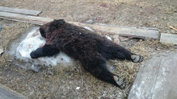 Ущерб для РФ из-за убийства медведя оценили в 90 тысяч рублей