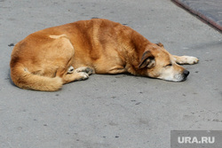 Места отдыха горожан (проблемы)
Курган, бездомная собака