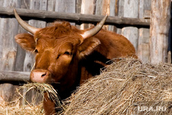 Коровы 
Курганская область, коровы, сено