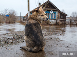 Наводнение. Староуткинск, собака, деревня, староуткинск, наводнение