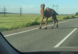 Верблюды выскочили на трассу в Челябинской области