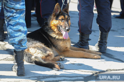 Демонстрация. Челябинск, силовики, служебная собака, полиция