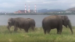 Слоны в Магнитогорске