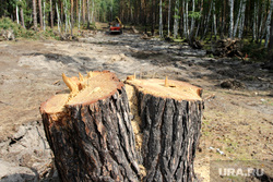 Вырубка леса
КГСХА Курганская область, вырубка леса, просека, пни