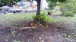 Из-за снятия грунта у деревьев оголились корни. Коммунальщики считают, что они падают, потому что «старые или аварийные»