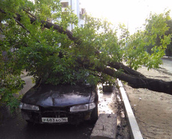В машине, придавленной деревом на Комсомольской улице, по счастливой случайности никого не оказалось