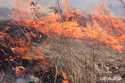 Пресс-конференция МЧС
Курган, пожар, огонь, трава горит