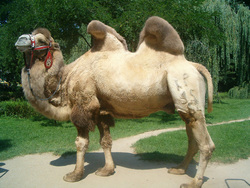 Двугорбый верблюд Миша жил в Перми почти 19 лет