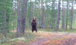 Очевидцы засняли медведя на задних лапах на Ямале