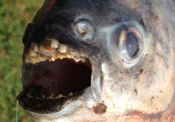 Несколько рядов острых зубов рыбы привлекли внимание местных жителей