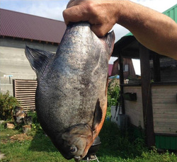 Большая паку, рыба из семейства пираньевых, вызвала бурное обсуждение в местном сообществе