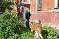 Челябинск, двор, газон, собака сенбернар