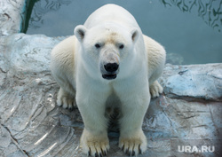 Животные в екатеринбургском зоопарке во время жары. Екатеринбург, белый медведь, умка