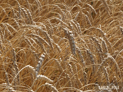 Клипарт. Екатеринбург, пшеница, урожай, страда, зерно, колосья, сельское хозяйство