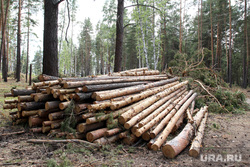 Вырубка леса КГСХА Курганская область, деловая древесина