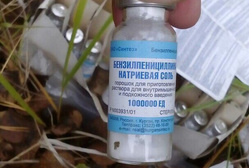 Несколько коробок с антибиотиками шокировали тюменцев, отправившихся за грибами