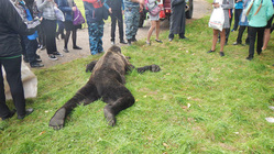 Медведя пришлось застрелить прямо на территории школы
