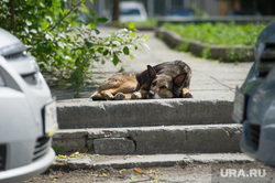 Неблагоустроенный Екатеринбург, бродячая собака