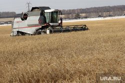 Алексей Кокорин в полях Курганская область, комбайн, пшеница, уборка урожая