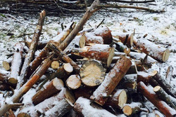 Вырубка деревьев в Затюменском парке оказалась борьбой с сухостоем