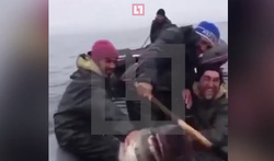 В Приморье дагестанские рыбаки поймали акулу и вырубили ее бейсбольной битой