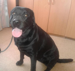 Собака Шерли породы лабрадор была куплена двухмесячным щенком за 25 тысяч рублей